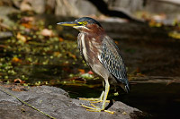 Green Heron