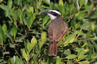 Great Kiskadee