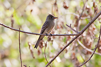 Greater Pewee
