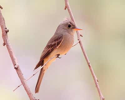 Greater Pewee