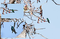 Mexican Violetear