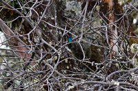 Mexican Violetear