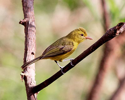 Golden Vireo