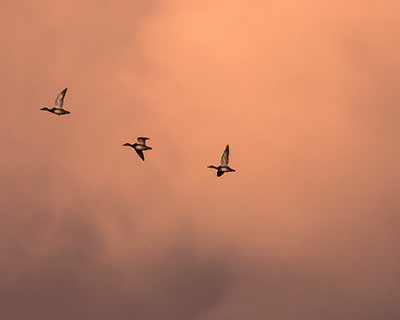 Gadwall