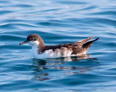 Galapagos Shearwater