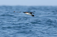 Galapagos Shearwater