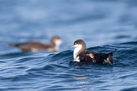 Galapagos Shearwater