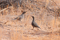 Gambel's Quail