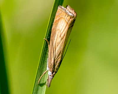 Garden Grass-Veneer