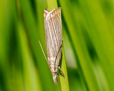 Garden Grass-Veneer