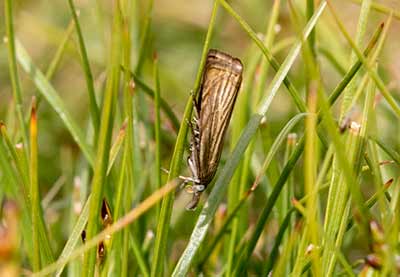 Garden Grass-Veneer