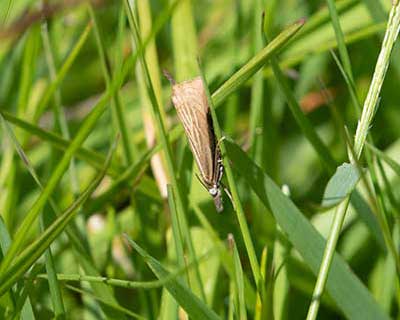 Garden Grass-Veneer