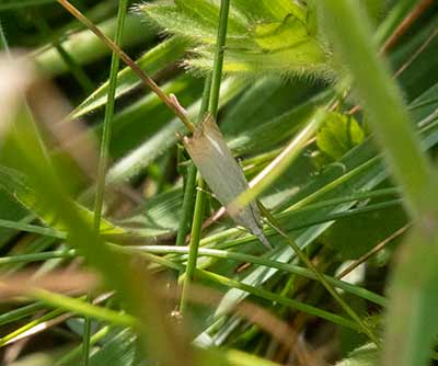Garden Grass-Veneer