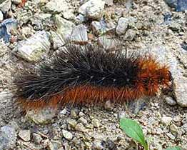 Garden Tiger Moth
