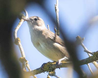 Garden Warbler (Sylvia borin) [Garden Warbler Id: 9796]