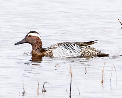 Garganey
