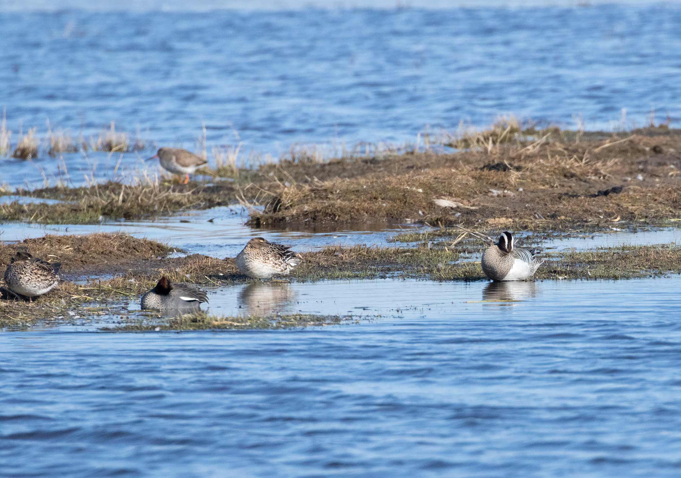 Garganey