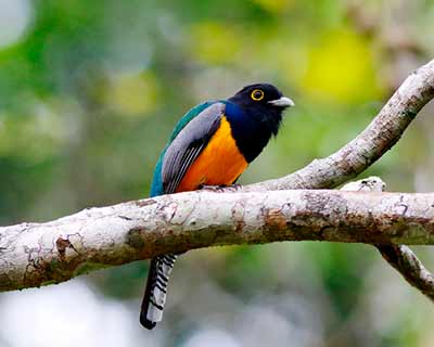 Gartered Violaceous Trogon