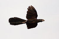 Groove-billed Ani