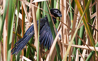 Groove-billed Ani