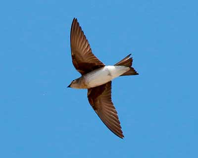 Gray-breasted Martin