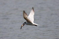 Gull-billed Tern
