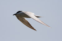 Gull-billed Tern