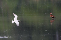 Gull-billed Tern