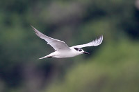Gull-billed Tern