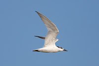 Gull-billed Tern