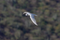 Gull-billed Tern