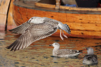 Great Black-backed Gull