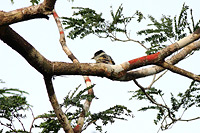 Gray-collared Becard