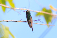 Golden-crowned Emerald