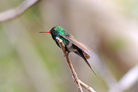 Golden-crowned Emerald