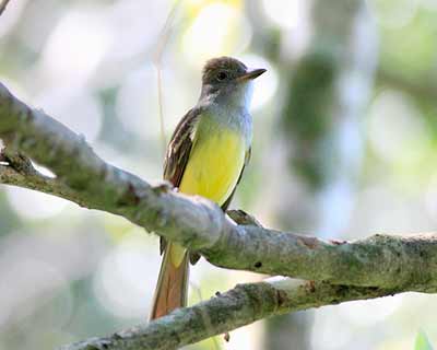 Great Crested Flycatcher