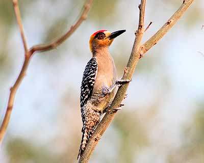 Golden-cheeked Woodpecker