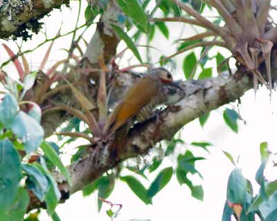 Gray-crowned Woodpecker