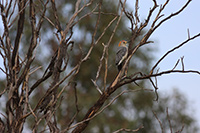 Golden-fronted Woodpecker