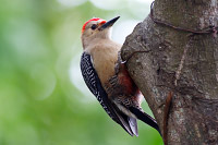 Golden-fronted Woodpecker