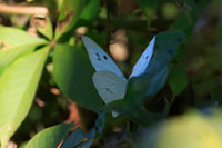 Giant White
