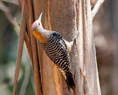 Gila x Golden-fronted Woodpecker (hybrid)