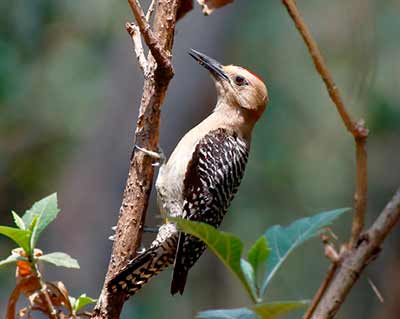 Gila Woodpecker