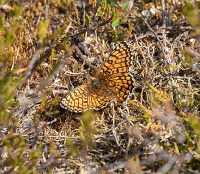 Glanville Fritillary