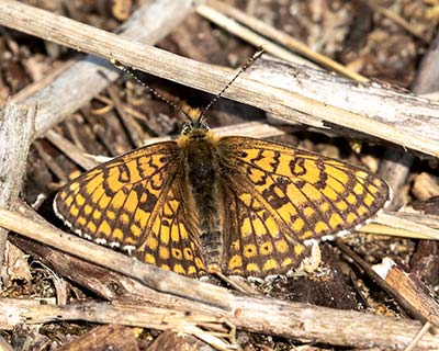 Glanville Fritillary