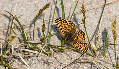 Glanville Fritillary