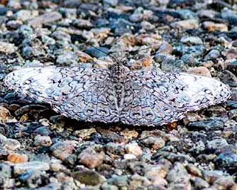Glaucous Cracker