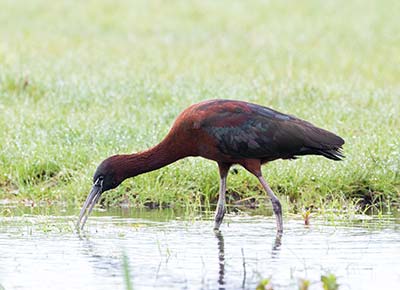 Glossy Ibis