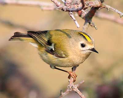 Goldcrest