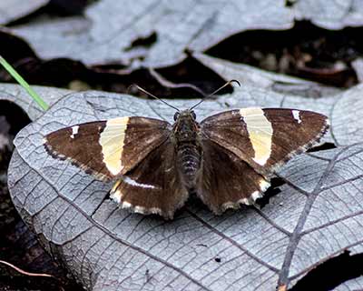 Golden Banded-Skipper